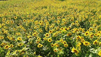 Obraz premium Sunflower field in vibrant yellow with green plants under the sun