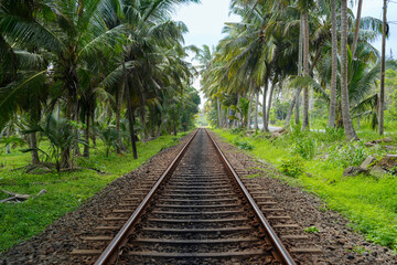 Obraz premium railway in the tropical woods
