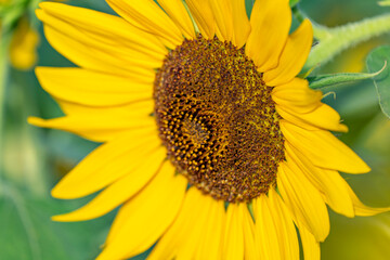 Obraz premium Close-up of bees collecting honey and sunflowers