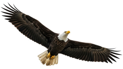 Isolated Bald Eagle in Flight Spreading Wings, Bird of Prey Flying, Majestic Predator, Nature