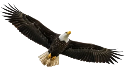 Fototapeten Adler Isolated Bald Eagle in Flight Spreading Wings, Bird of Prey Flying, Majestic Predator, Nature  © Natalia