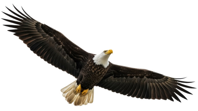Isolated Bald Eagle in Flight Spreading Wings, Bird of Prey Flying, Majestic Predator, Nature