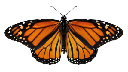 Fototapeta premium Isolated monarch butterfly with open wings, top view, bright wings, nature animal, flying insect
