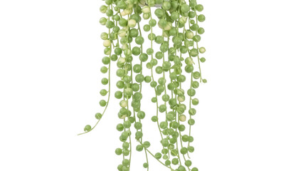 Isolated string-of-pearls succulent Senecio rowleyanus plant hanging decorative greenery