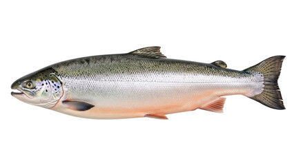 Isolated Salmon, an edible fish with silver scales and pink belly ready for cooking