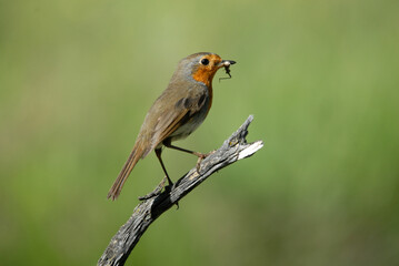 el petirrojo en el bosque