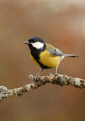 Naklejka premium carbonero comun en el bosque