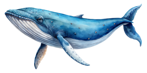 Humpback whale on white background isolated on a transparent background blue whale ocean creature marine life