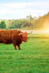 Highland breed cattle standing in bright sunlight