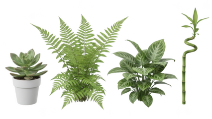 Variety of indoor houseplants in pots isolated on transparent background