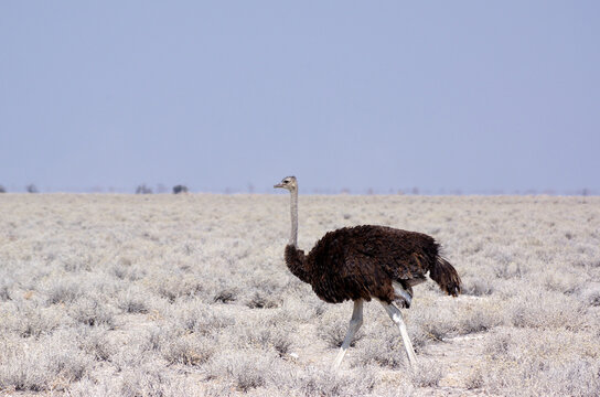 Autruche dans le parc national d'Etosha en Namibie 