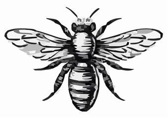 Obraz premium Vintage Bee Illustration, Black and White