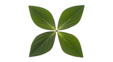 Four leaf clover green leaves plant isolated on a transparent background
