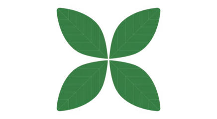 Green leaf with four leaflets leaves plant nature isolated on a transparent background