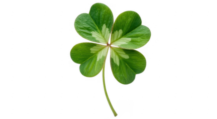Green four-leaf clover plant isolated on a transparent background