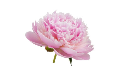 Fototapeta premium Isolated single pastel pink peony flower bloom close-up, a soft floral blossom without backdrop