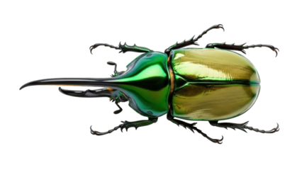 Isolated Rhinoceros beetle, shiny iridescent insect with large horn, nature and entomology