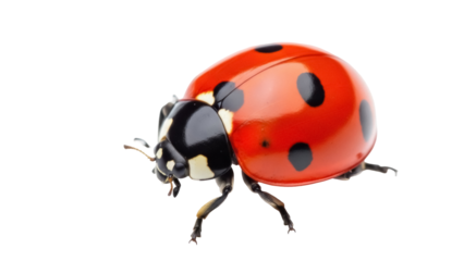 Isolated seven-spot ladybug, a red beetle with black spots walking on a clear neutral backdrop