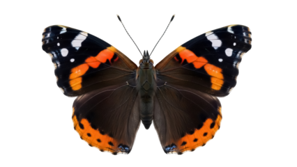 Isolated Red Admiral Butterfly flutters with its wings spread open, a gorgeous insect