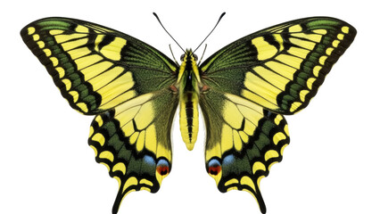 Fototapeta premium Isolated Beautiful swallowtail butterfly, perched, wings spread, showing intricate yellow pattern