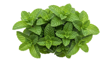 Isolated close-up of fresh green mint leaves bundle, aromatic culinary herb, healthy ingredient