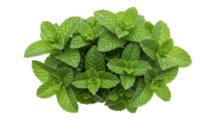 Isolated close-up of fresh green mint leaves bundle, aromatic culinary herb, healthy ingredient