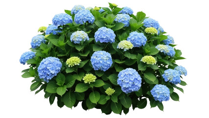 Isolated blue hydrangea bush, an ornamental flowering plant, natural spring garden shrub