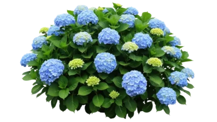 Fotobehang Hortensia Isolated blue hydrangea bush, an ornamental flowering plant, natural spring garden shrub  © Maria