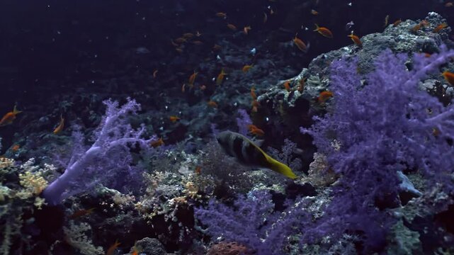 The sheer abundance of life at Yolanda Reef, where a massive, shimmering cloud of thousands of orange and gold Lyretail Anthias (Pseudanthias squamipinnis) swarms vertical reef wall.