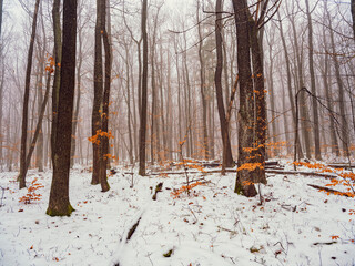 snow covered forest, winter time