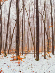snow covered forest, winter time