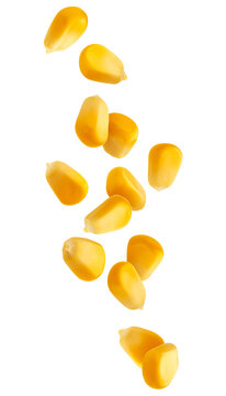 Falling Corn: An artistic display captures individual kernels in a moment of dynamic descent, highlighting their golden hue. 