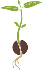 Sprout of avocado (Persea americana). Avocado (Persea americana) seed germination isolated on white background.