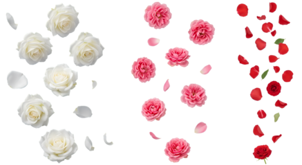 Falling white pink and red roses and rose petals vertical streams PNG. Collection of flying flower heads and loose petal rain. Romantic floral decoration kit for wedding design isolated