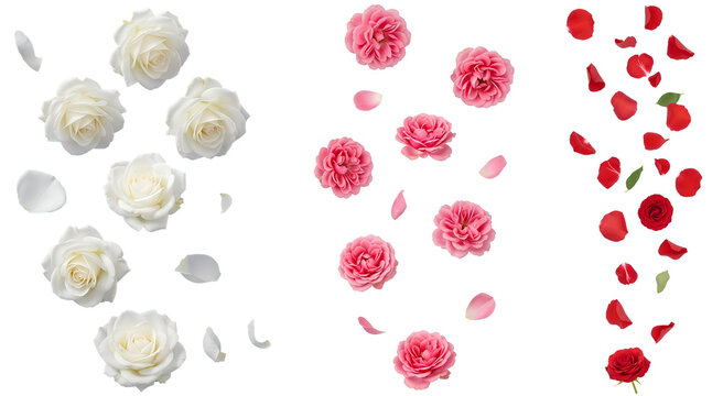 Falling white pink and red roses and rose petals vertical streams PNG. Collection of flying flower heads and loose petal rain. Romantic floral decoration kit for wedding design isolated