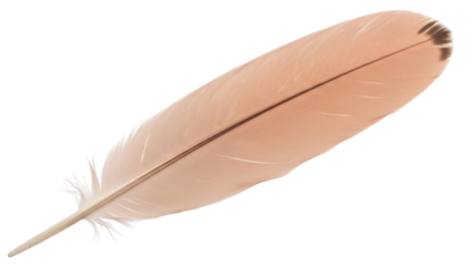 Isolated detailed soft beige bird feather, fine lines texture, nature, purity, light