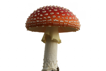 Red and White Mushroom with White Stem red mushroom isolated on a transparent background