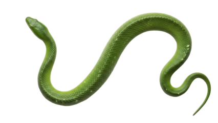 Isolated green snake on a blank backdrop, reptile, wildlife, animal, close-up, danger