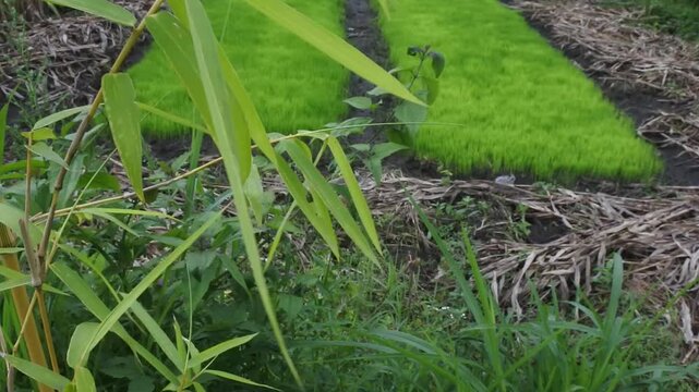The yellow bamboo plants or bambusa vulgaris growing abundantly and swaying in the wind on the edge of a rice field embankment in the morning