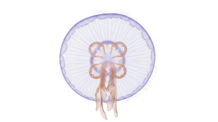 Isolated Moon Jellyfish floating in ocean, aurelia aurita, translucent, bell-shaped sea animal