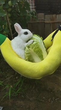 Adorable white rabbit eating cabbage in banana hammock outdoors