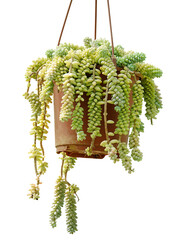 Burro's tail plant isolated