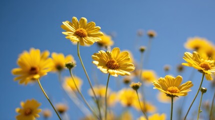 Bright yellow wildflowers against a clear blue sky in spring