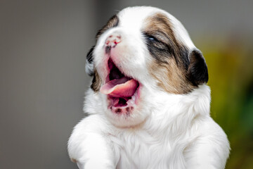 close up portrait of a dog puppy