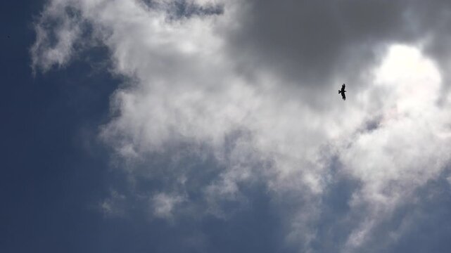 Crows Flying on Cloudy Sky, Flock of Ravens in Flight, Birds in Air, Summer