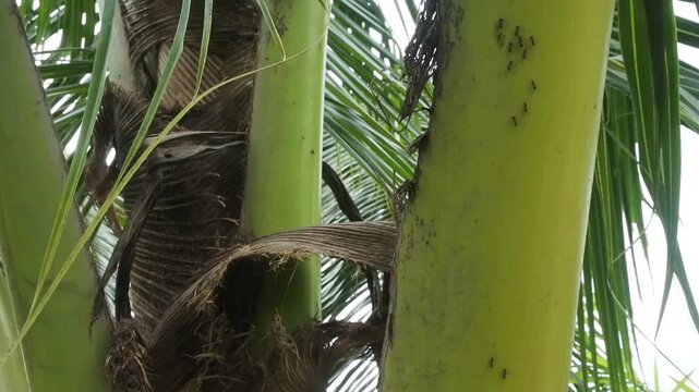 The fibrous coconut leaf sheath with brown color on the tree trunk