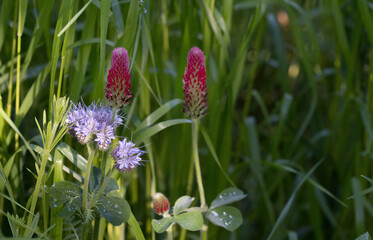 Bienenweide ( Phacelia )mit Klee