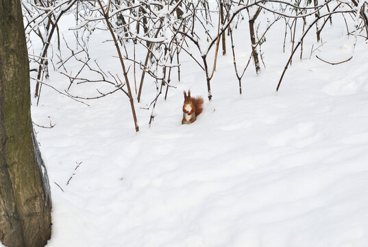 red squirrel in the snow