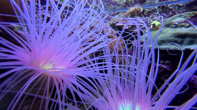 Underwater footage of beautiful colorful coral polyp in the sea