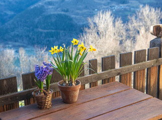 flowers potted daffodils and hyacinth with on a wooden table on a terrace of alpine cottage with frozen trees and mountain background